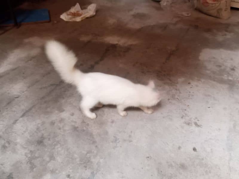 female cat ha dono pure white double coated 1