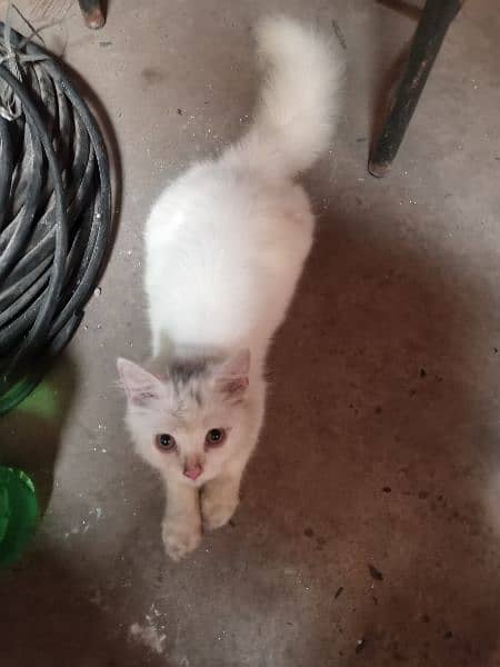 female cat ha dono pure white double coated 2