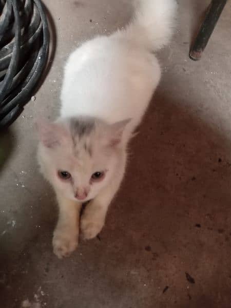 female cat ha dono pure white double coated 3