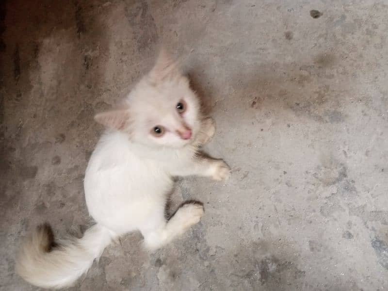 female cat ha dono pure white double coated 4