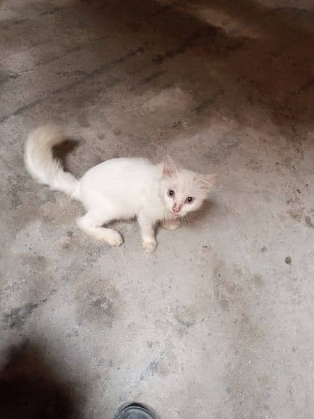 female cat ha dono pure white double coated 5