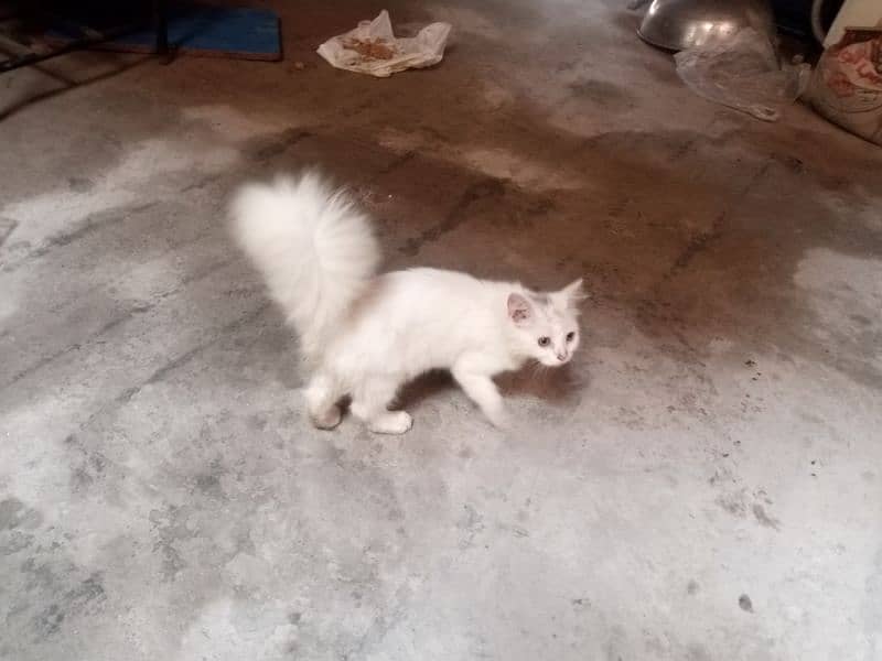 female cat ha dono pure white double coated 6