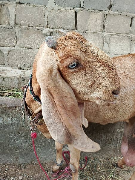 Bakri 2