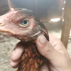 pure miawali aseel hen ready to egg lair