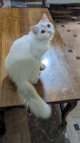 friendly taimed hy pure Persian cat hy proper vaccined hy 1