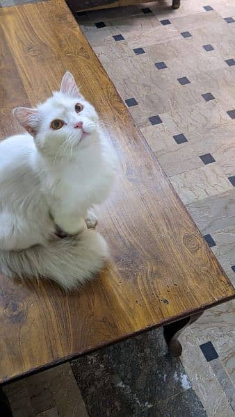 friendly taimed hy pure Persian cat hy proper vaccined hy 2