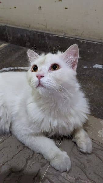 friendly taimed hy pure Persian cat hy proper vaccined hy 3