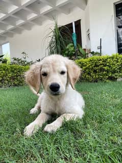 Golden retriever female puppy