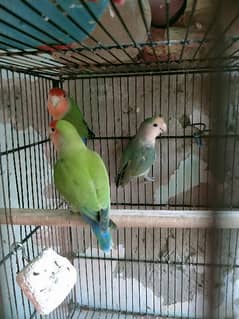 2 male 1 female for sale