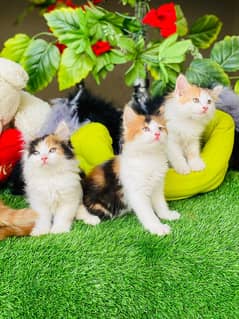 persian Kitten|Punch face Kittens|persian cat|cute|tripple|fluffy|doll