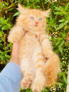 persian Kitten|Punch face Kittens|persian cat|cute|tripple|fluffy|piki