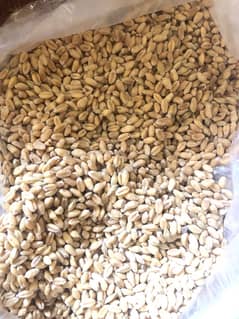 Gandum for sale | wheat for sale Fresh Gundum ha 0