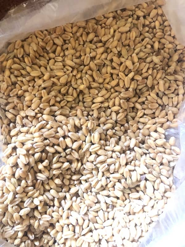 Gandum for sale | wheat for sale Fresh Gundum ha 0