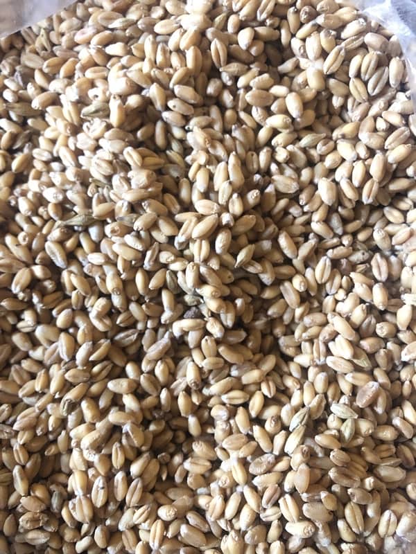 Gandum for sale | wheat for sale Fresh Gundum ha 1