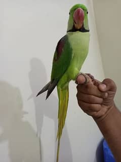 Raw Parrot male (03122900727)