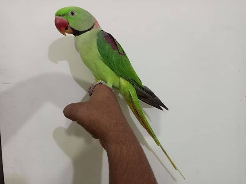 Raw Parrot male (03122900727) 3