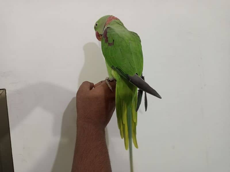 Raw Parrot male (03122900727) 4