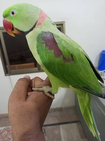 Raw Parrot male (03122900727) 5