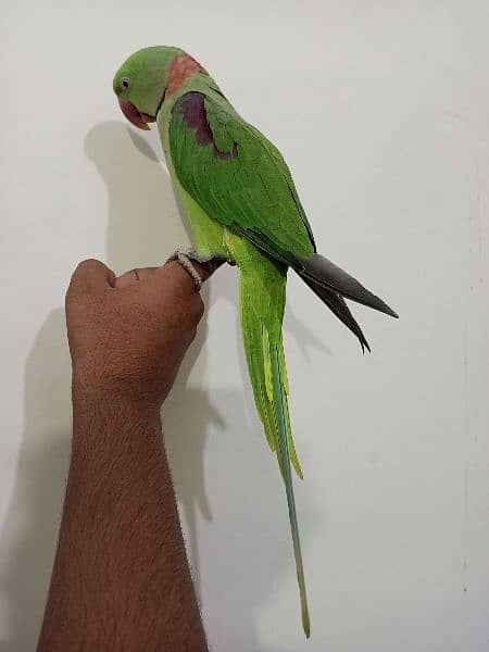 Raw Parrot male (03122900727) 7