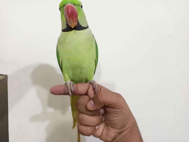 Raw Parrot male (03122900727) 10