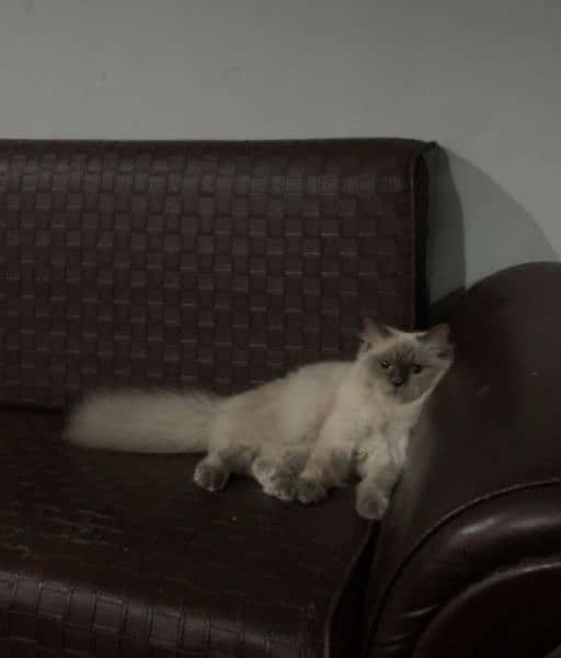 7 months old Male kitten for sale 1