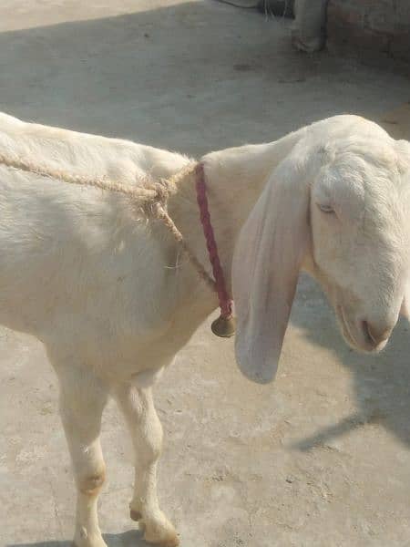 female goat 2