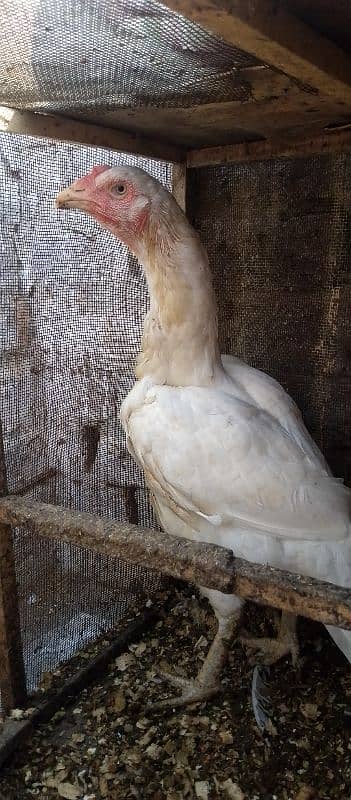 HEERA ASEEL HEN FOR SALE 1