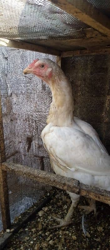 HEERA ASEEL HEN FOR SALE 2