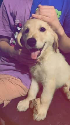 65 days old golden retriver