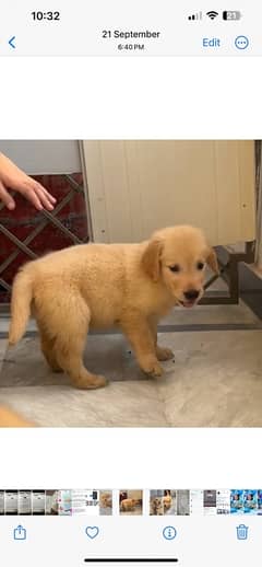 65 days old golden retriver