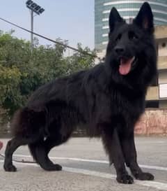 stud male German shepherd