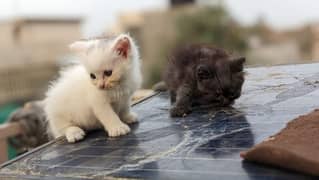 persian triple coated kittens