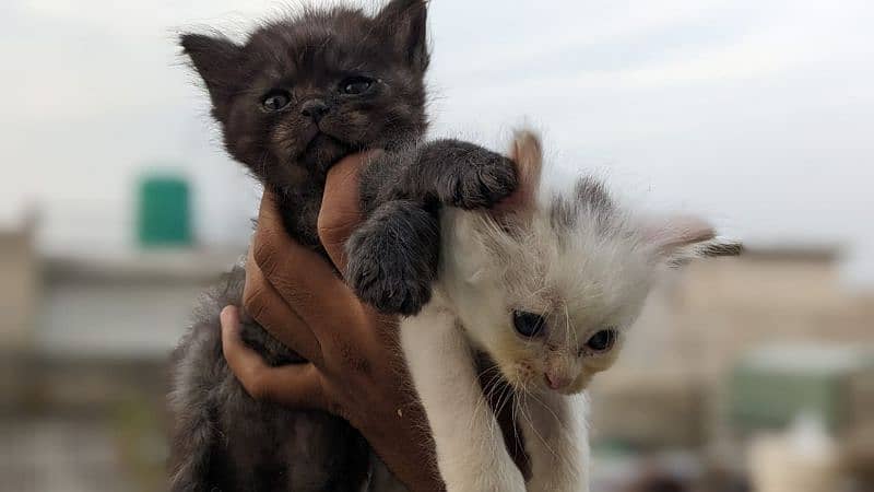 persian triple coated kittens 1