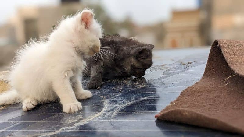 persian triple coated kittens 2