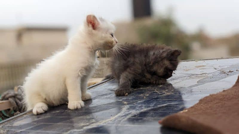 persian triple coated kittens 3