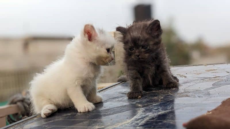 persian triple coated kittens 4