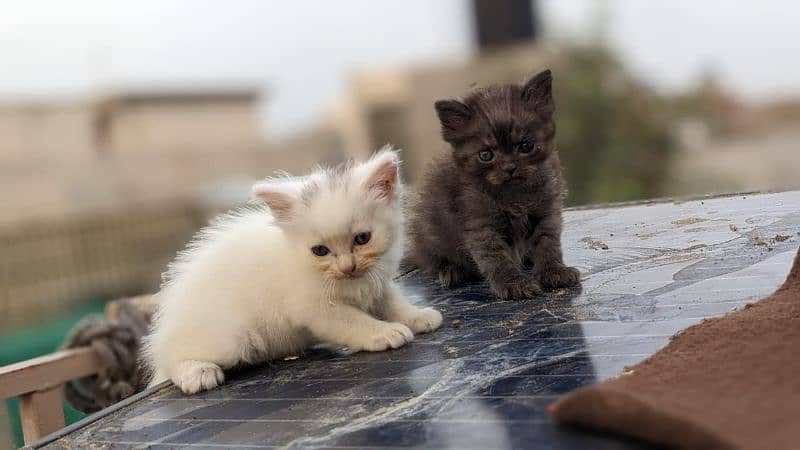 persian triple coated kittens 5