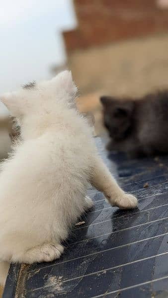 persian triple coated kittens 6