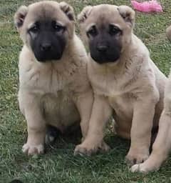 Turkish Kangal dog male and female for sale available