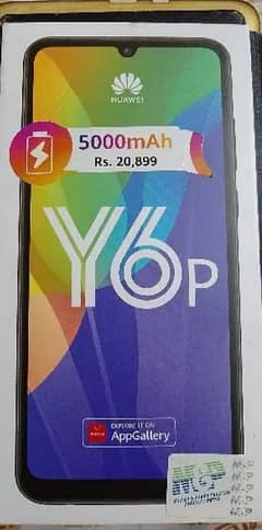 Y6p