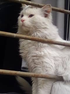 male cat for sale adult male beader male