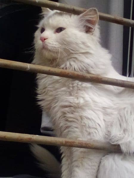 male cat for sale adult male beader male 0