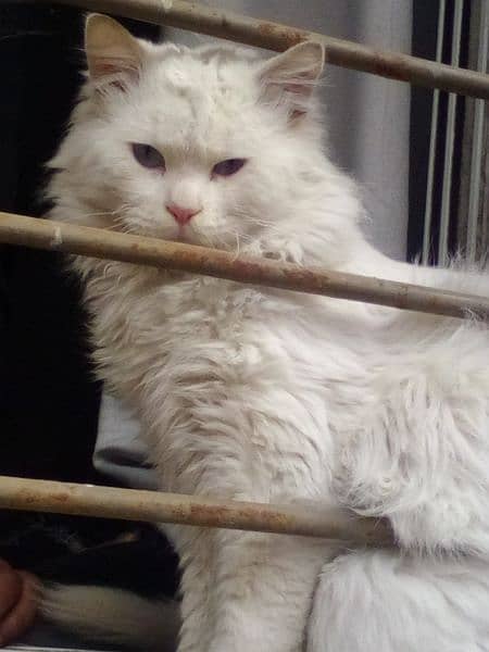 male cat for sale adult male beader male 2