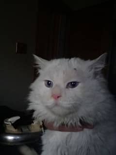 male cat for sale adult male beader male