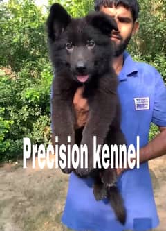 German shepherd Black pink pedigree imported  female puppy Vaccinated