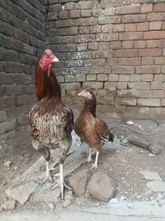 Mashallah aseel Mianwali pair female age 3 Year and male age 4 above