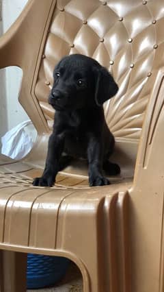 labradoor puppy female top quality