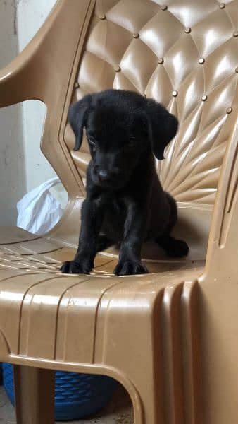 labradoor puppy female top quality 1