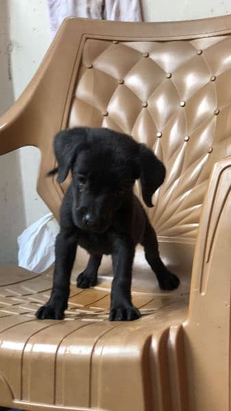 labradoor puppy female top quality 3