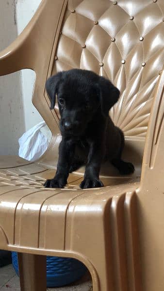 labradoor puppy female top quality 4